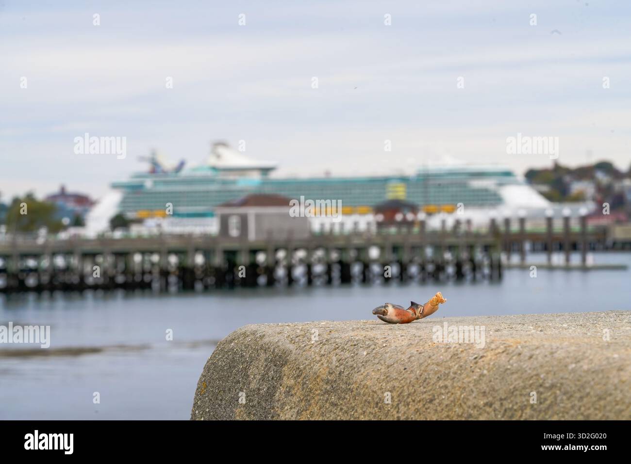 Un artiglio di granchio siede su un molo intempestivo che si affaccia sul porto di Portland, Maine, con la nave da crociera Liberty of the Seas appena visibile dietro. Foto Stock
