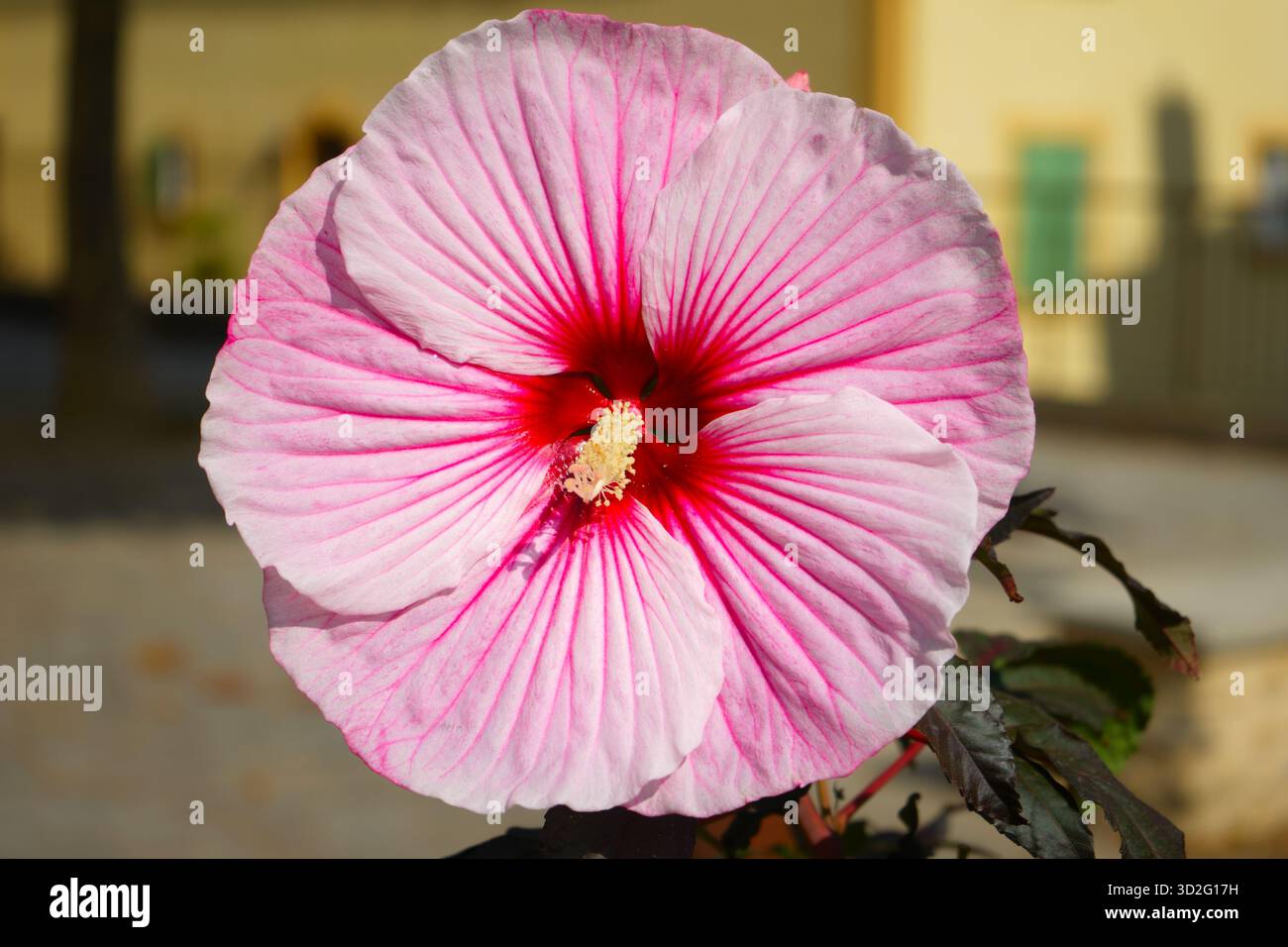 Fiore di ibisco a Valensole, Provence-Alpes-Côte d'Azur, Provence, Francia Foto Stock