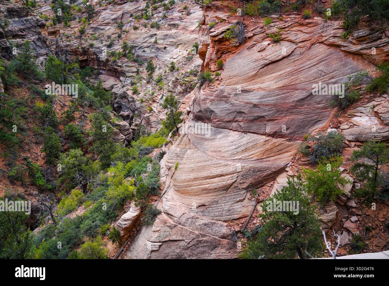 Ampie curve di arenaria modellano le pareti del canyon nel Parco Nazionale di Zion, mescolando formazioni rocciose a strati con una lussureggiante vegetazione desertica Foto Stock