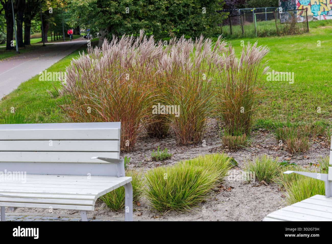 Un primo piano di alte erbe decorative (Miscanthus) e piccole piante verdi accanto ad una moderna panchina bianca del parco, con un sentiero lastricato e alberi nel retro Foto Stock