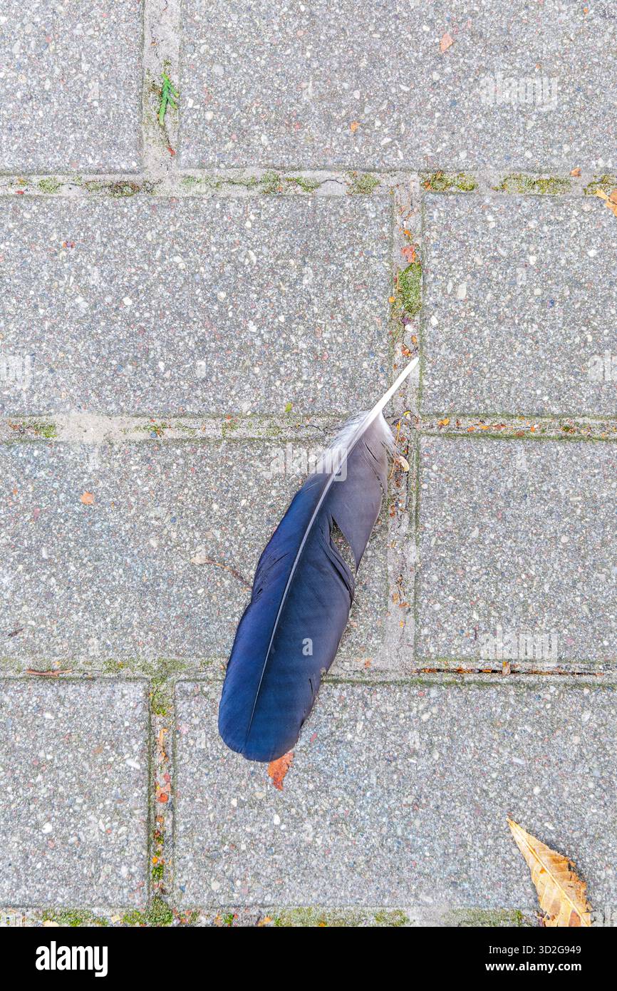 Una singola piuma di uccelli blu, grigia e bianca poggia diagonalmente su un marciapiede grigio testurizzato, catturando un dettaglio della natura urbana. Foto Stock