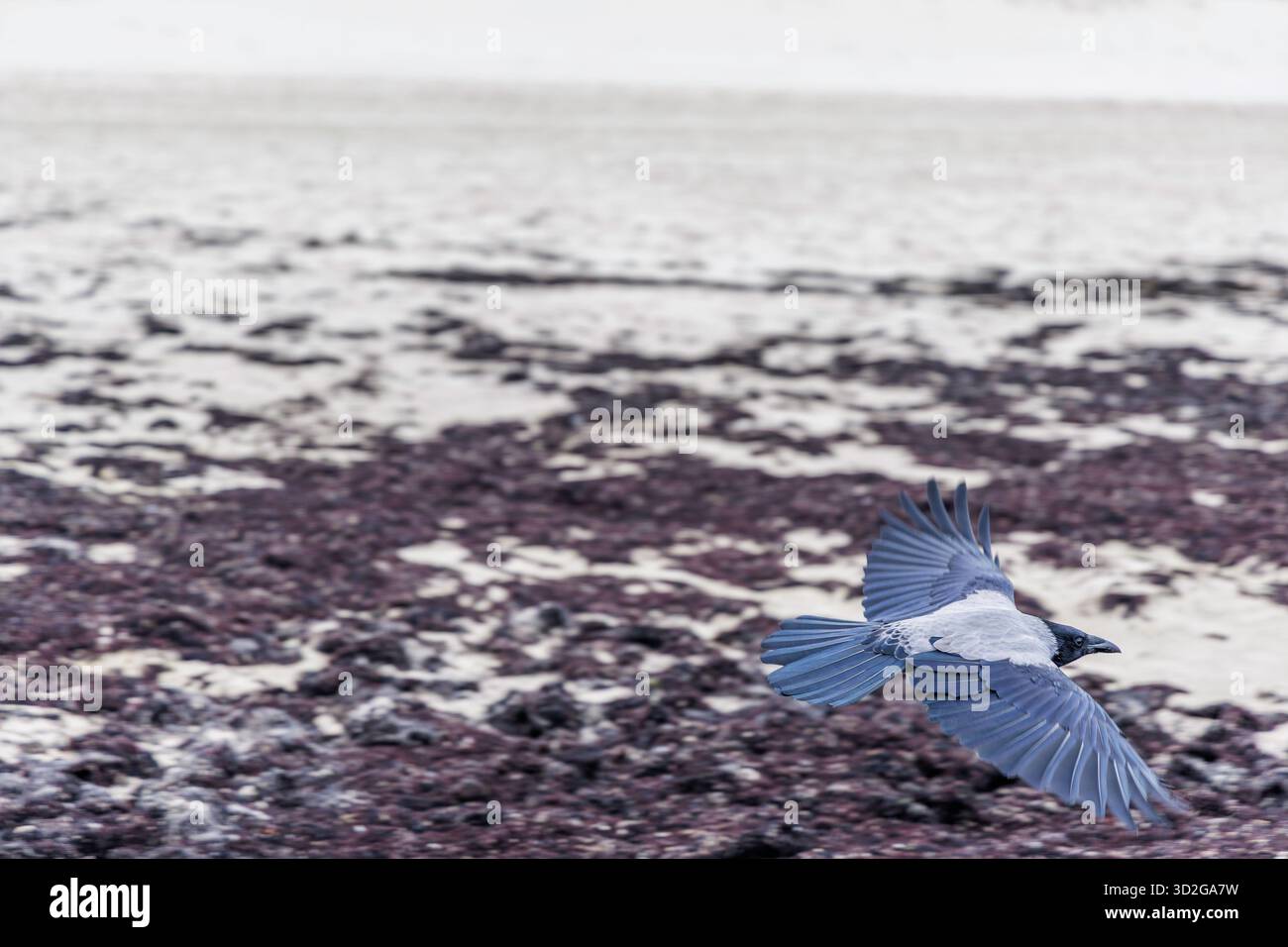 Un corvo incappucciato (Corvus cornix) catturò a metà volo con ali sparse, che si innalzarono in basso sulla spiaggia sabbiosa coperta da alghe marroni scure. Foto Stock