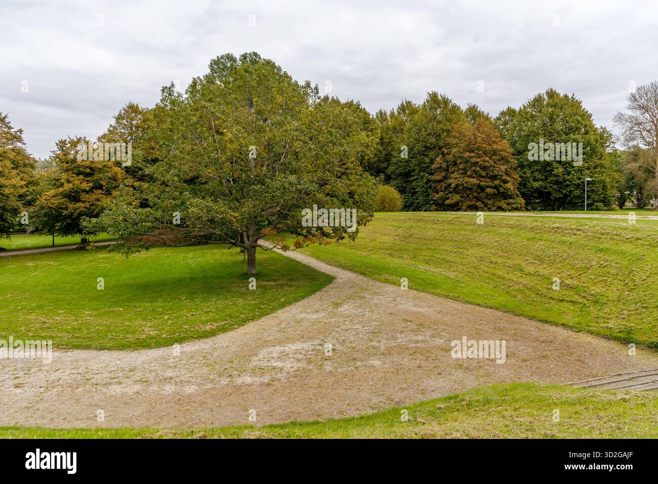 Un albero deciduo solitario sorge su un'area erbosa pianeggiante accanto a un ripido argine verde, con un sentiero di ghiaia curvo che conduce a una fitta linea di alberi. Foto Stock
