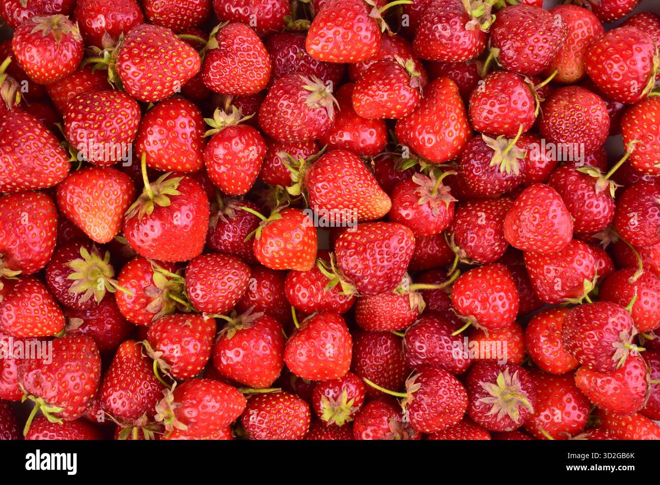 Sfondo fragole. Molte fragole piatte. Foto Stock