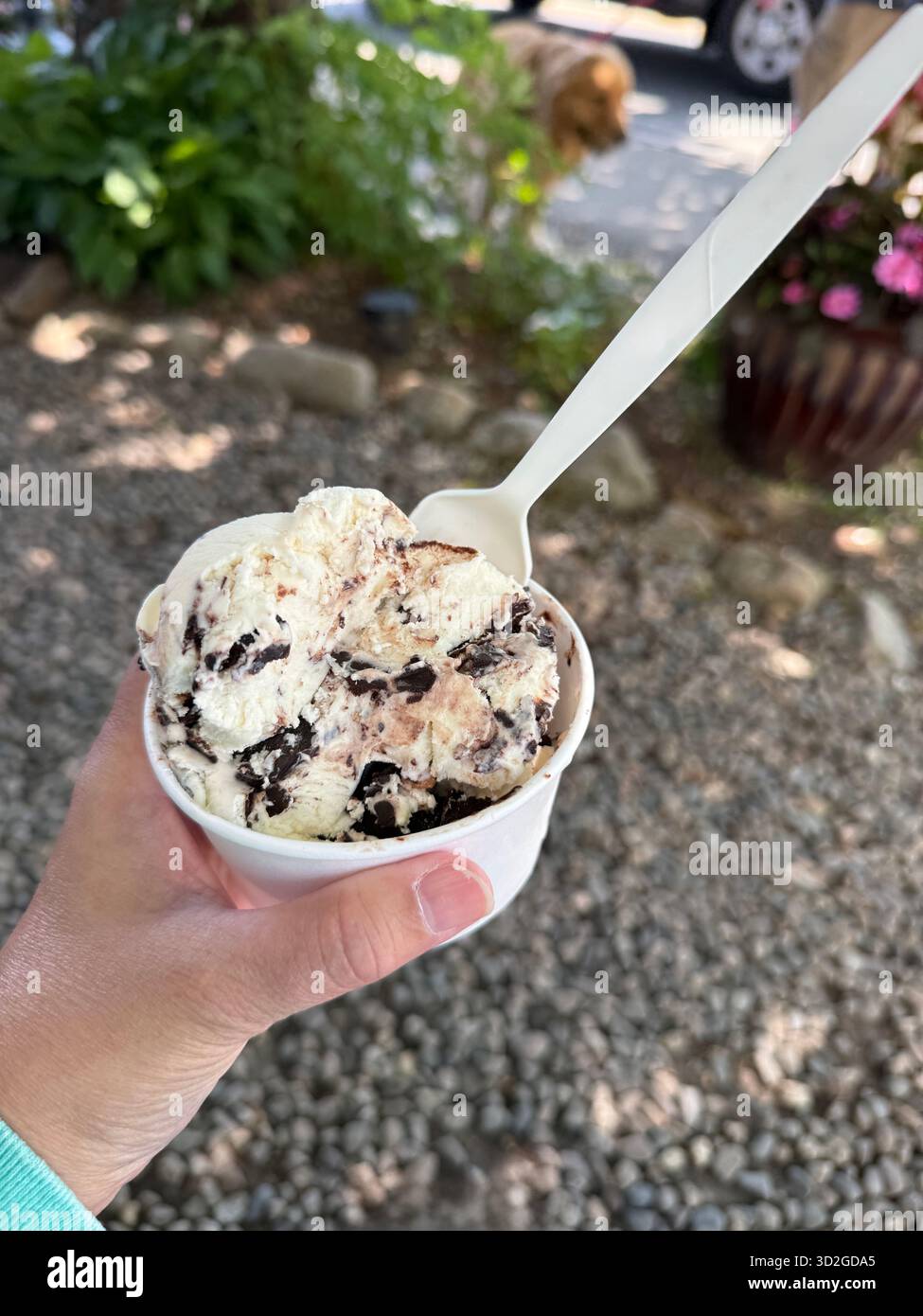 Vista ravvicinata di una mano che tiene un piatto di gelato alla vaniglia con pezzi di cioccolato fondente. Foto Stock