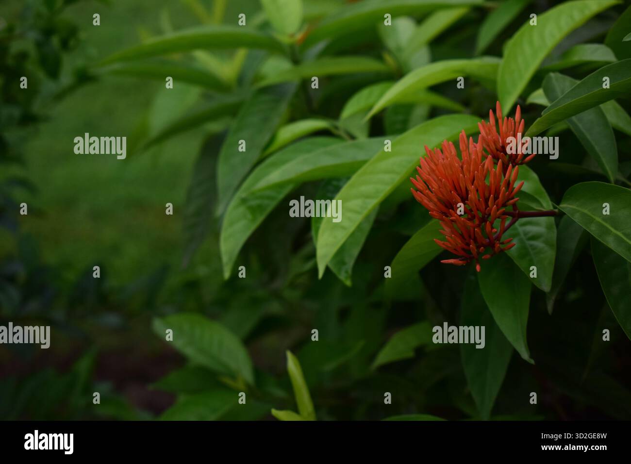 Rangon Flower Bud - Promise of Bloom in Nature's Vibrant Garden Foto Stock