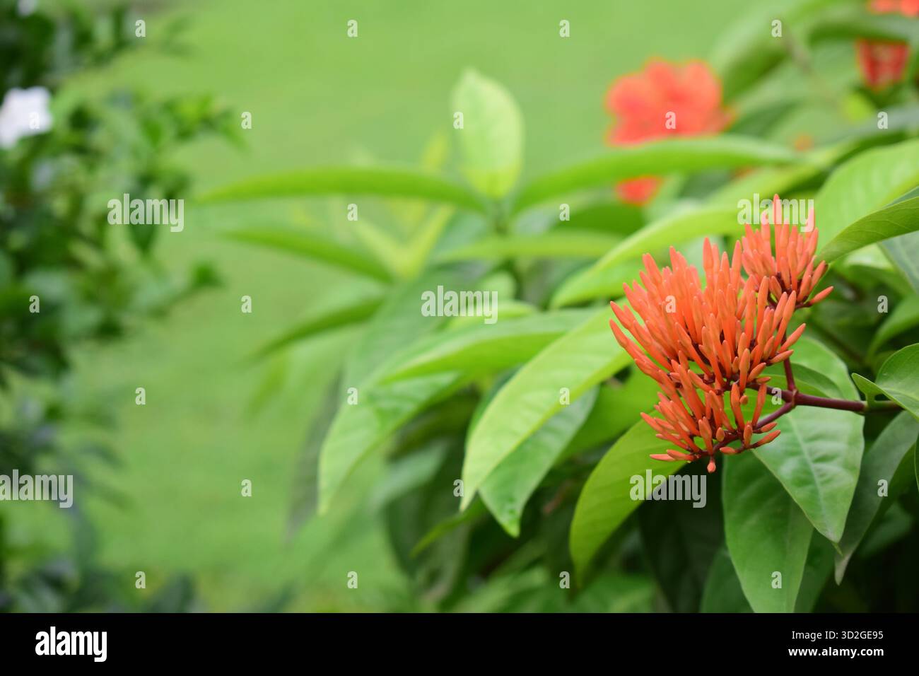 Rangon Flower Bud - Promise of Bloom in Nature's Vibrant Garden Foto Stock