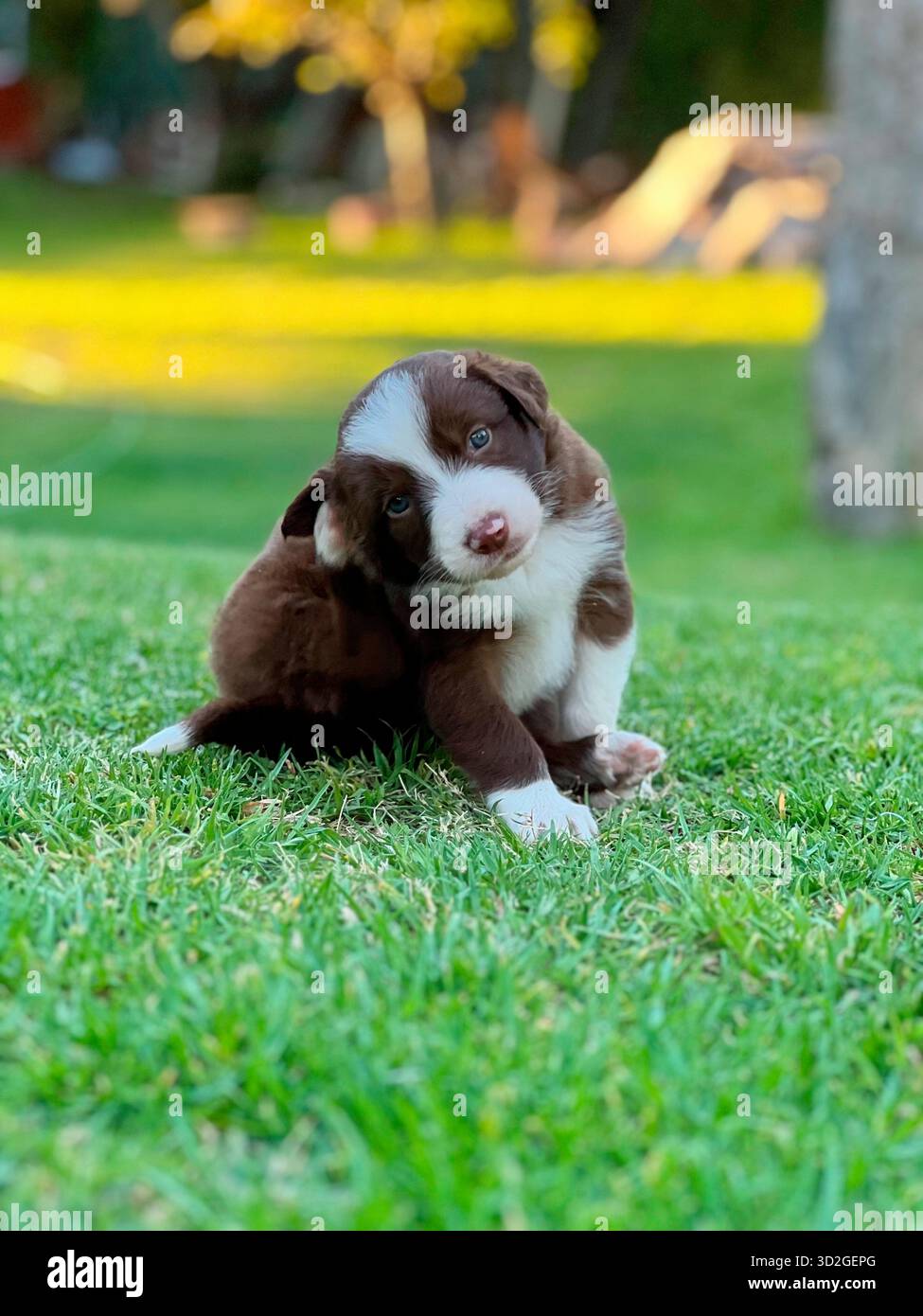 Curious Border Collie Puppy che inclina la testa su Green Grass Foto Stock