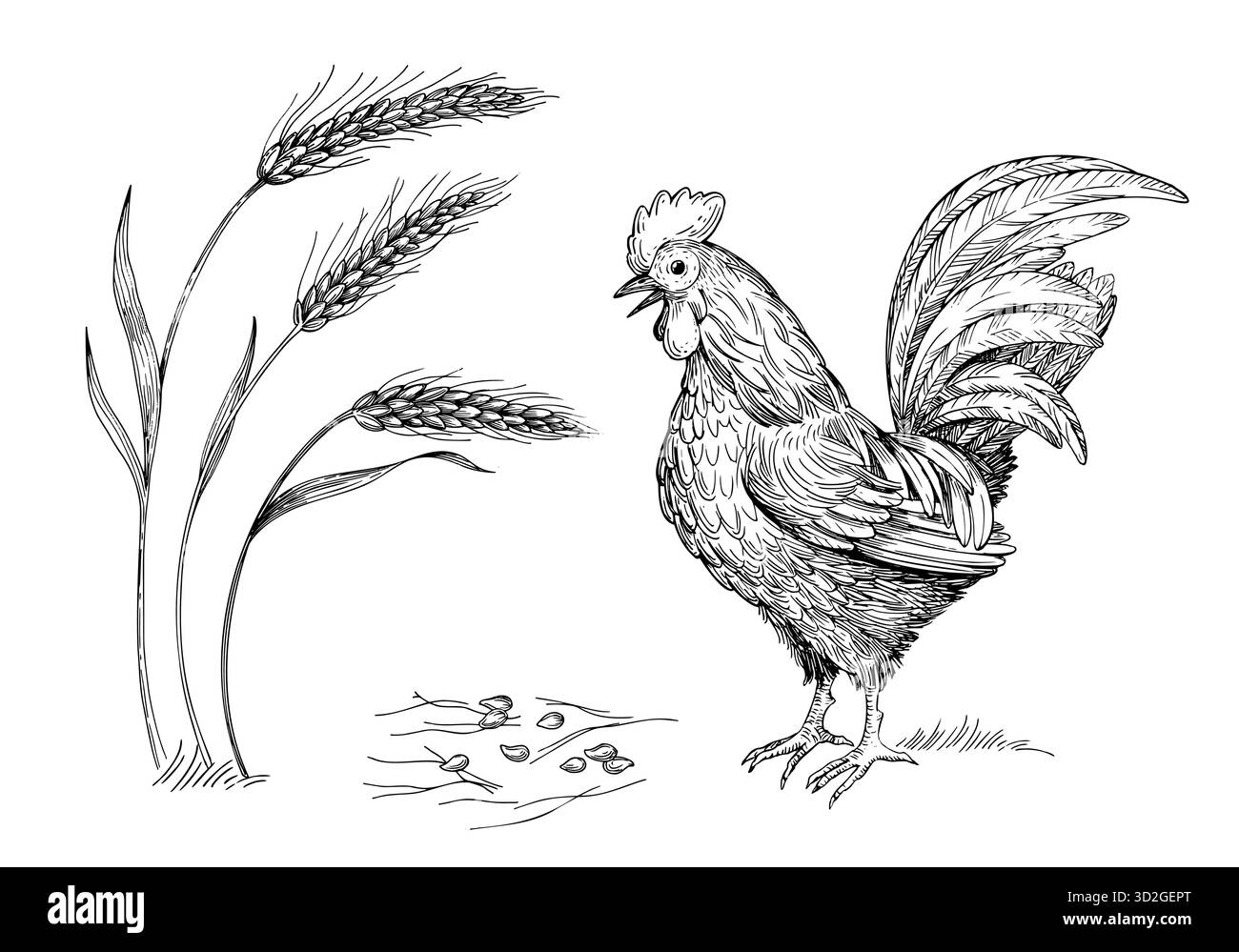Gallo, grano e semi. Scena agricola in grafica. Illustrazione realizzata a mano in stile inchiostro vettoriale. Per il design dell'imballaggio, le schede, la copertina, le stampe e le etichette dei prodotti Illustrazione Vettoriale