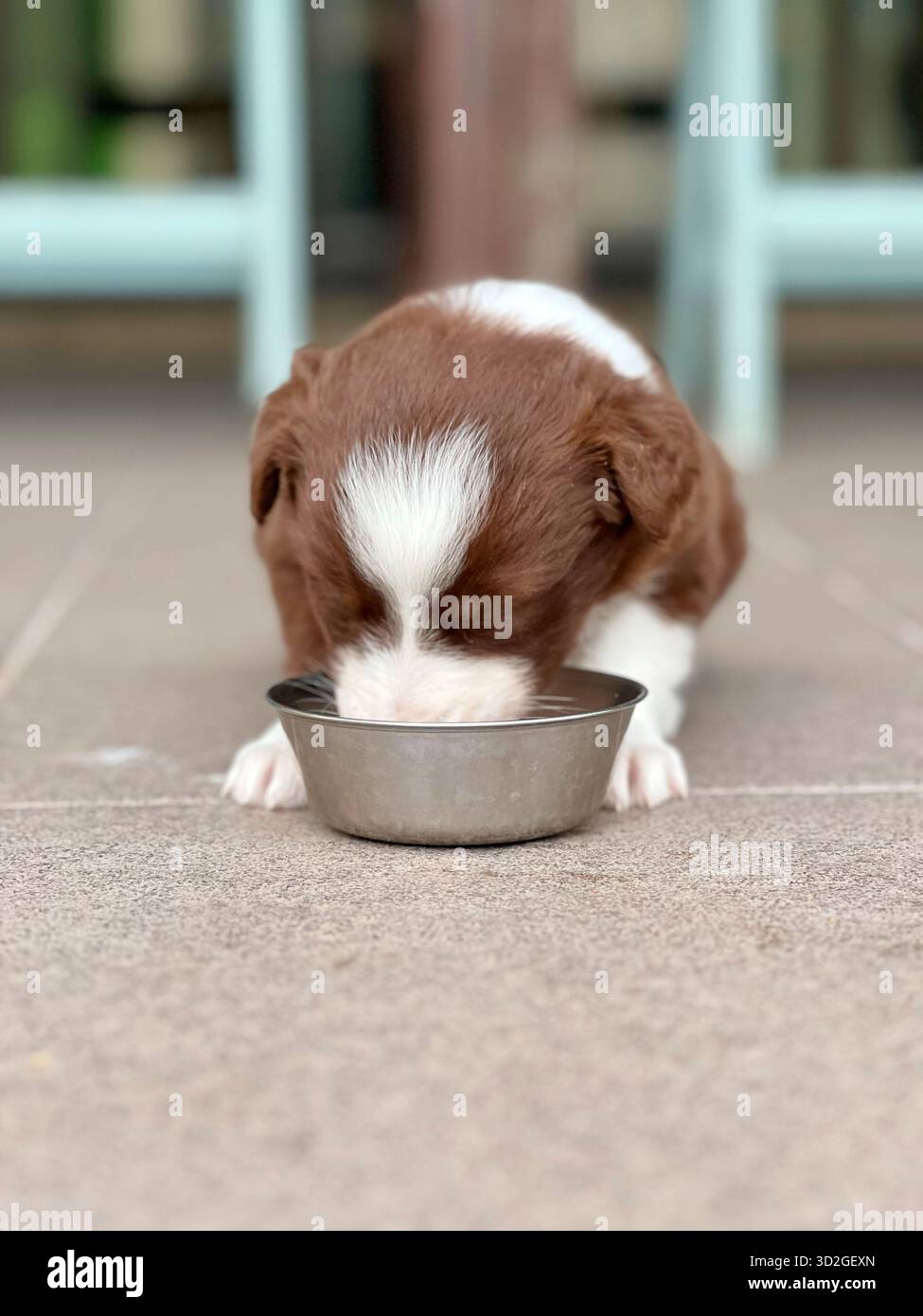 Adorabile cucciolo di Border Collie che beve acqua Foto Stock