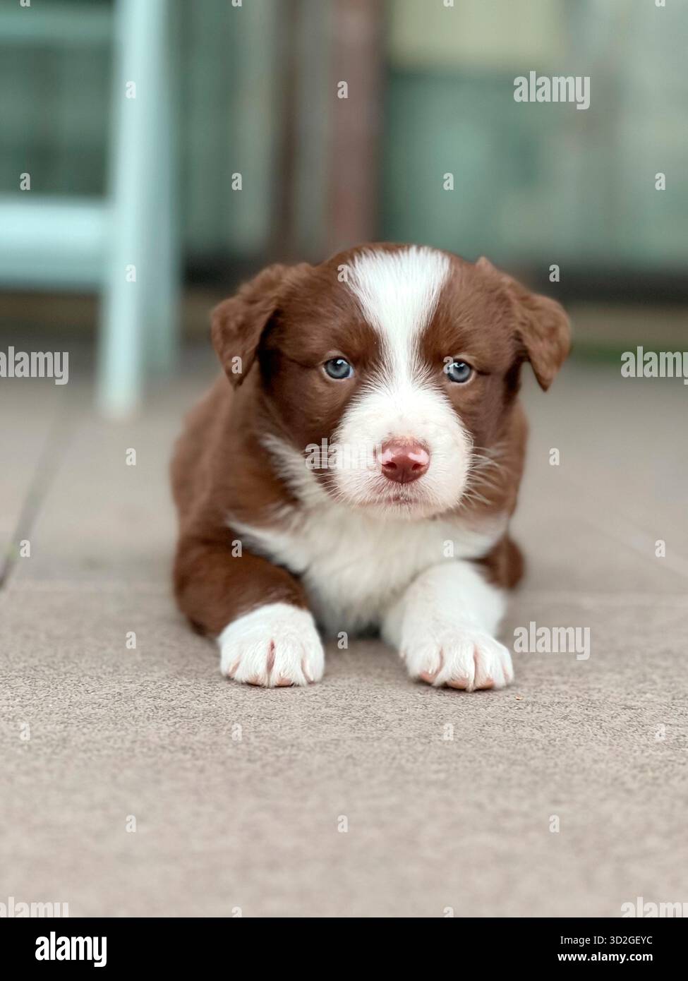 Calm Border Collie Puppy sdraiato su un patio all'aperto Foto Stock