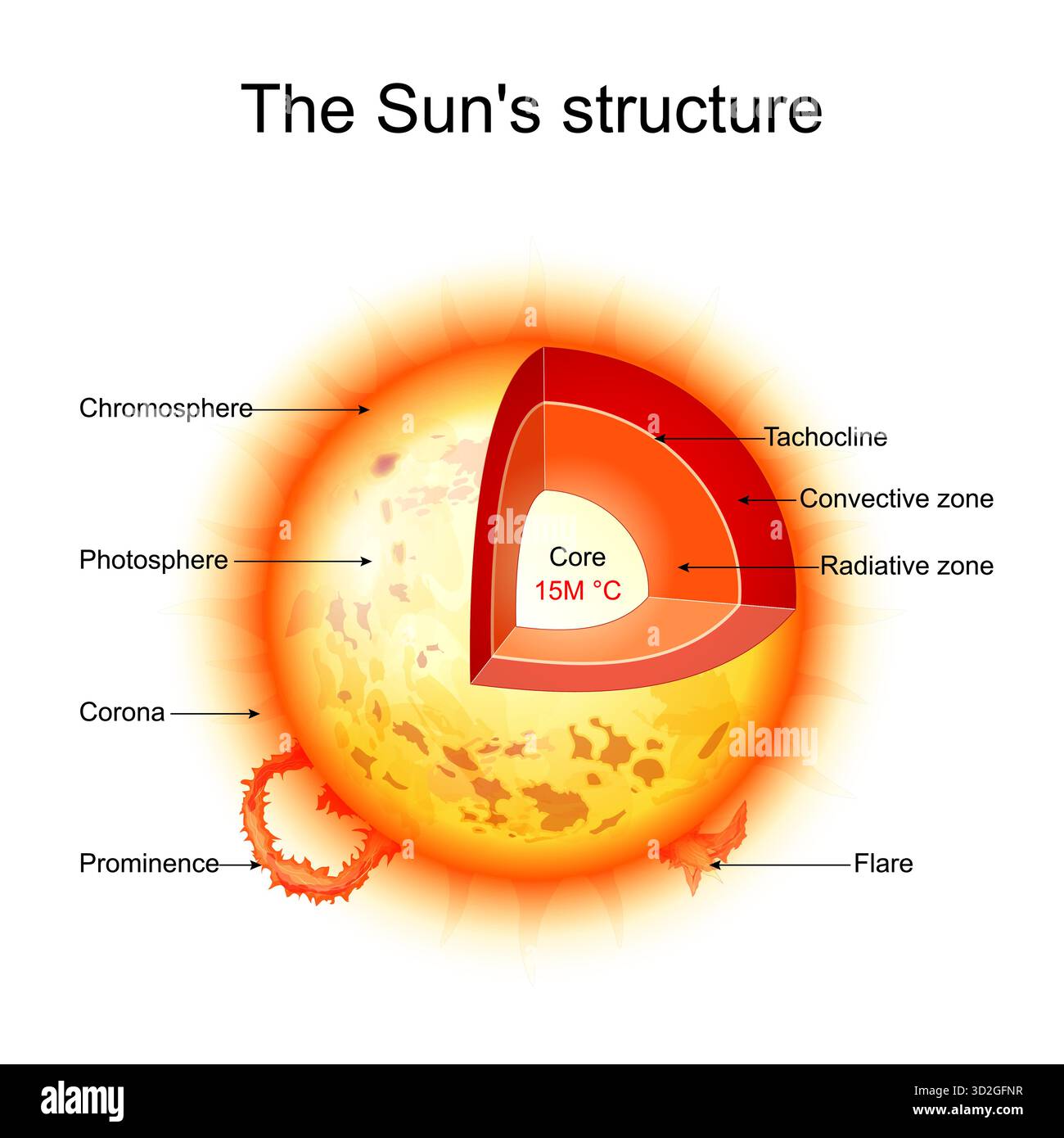 Struttura solare. Interno stella: Nucleo, zona convettiva, tachioclina, zona radiativa. Corona solare, cromosfera, Flare, prominenza e fotosfera. VECTO Illustrazione Vettoriale