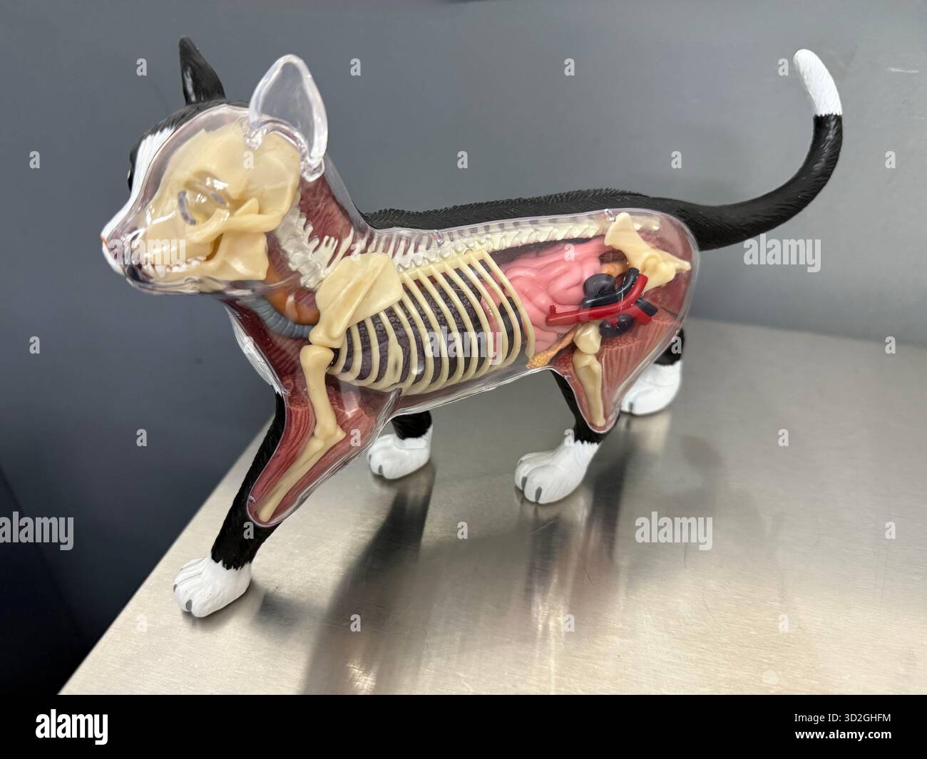 Modello anatomico di un gatto con corpo trasparente che mostra organi interni, scheletro e muscoli utilizzati per l'educazione veterinaria Foto Stock