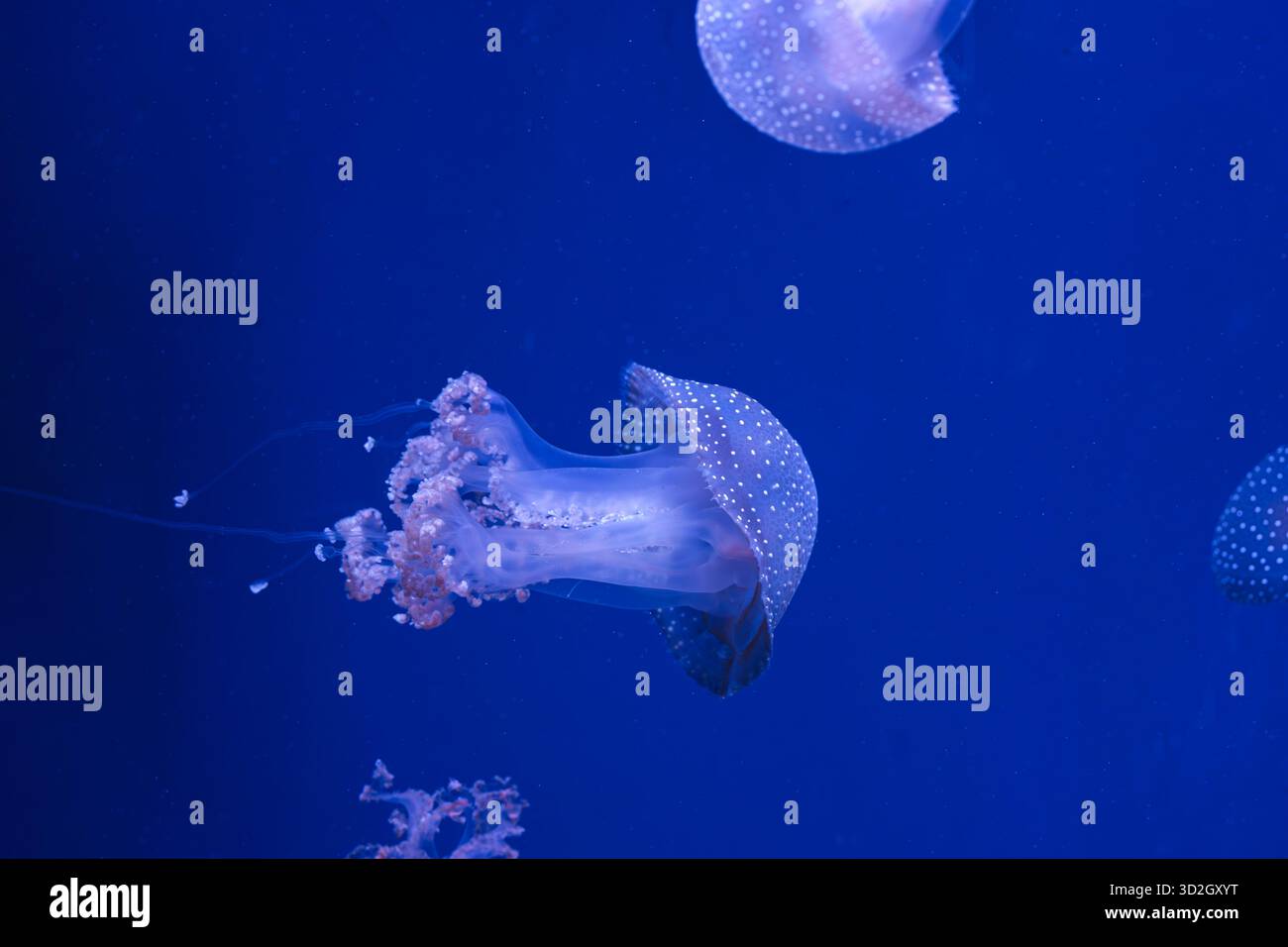 Gruppo di Phyllorhiza punctata o meduse australiane che si spostano aggraziatamente nelle acque blu profonde dell'acquario. Animale, organismo acquatico, sott'acqua Foto Stock