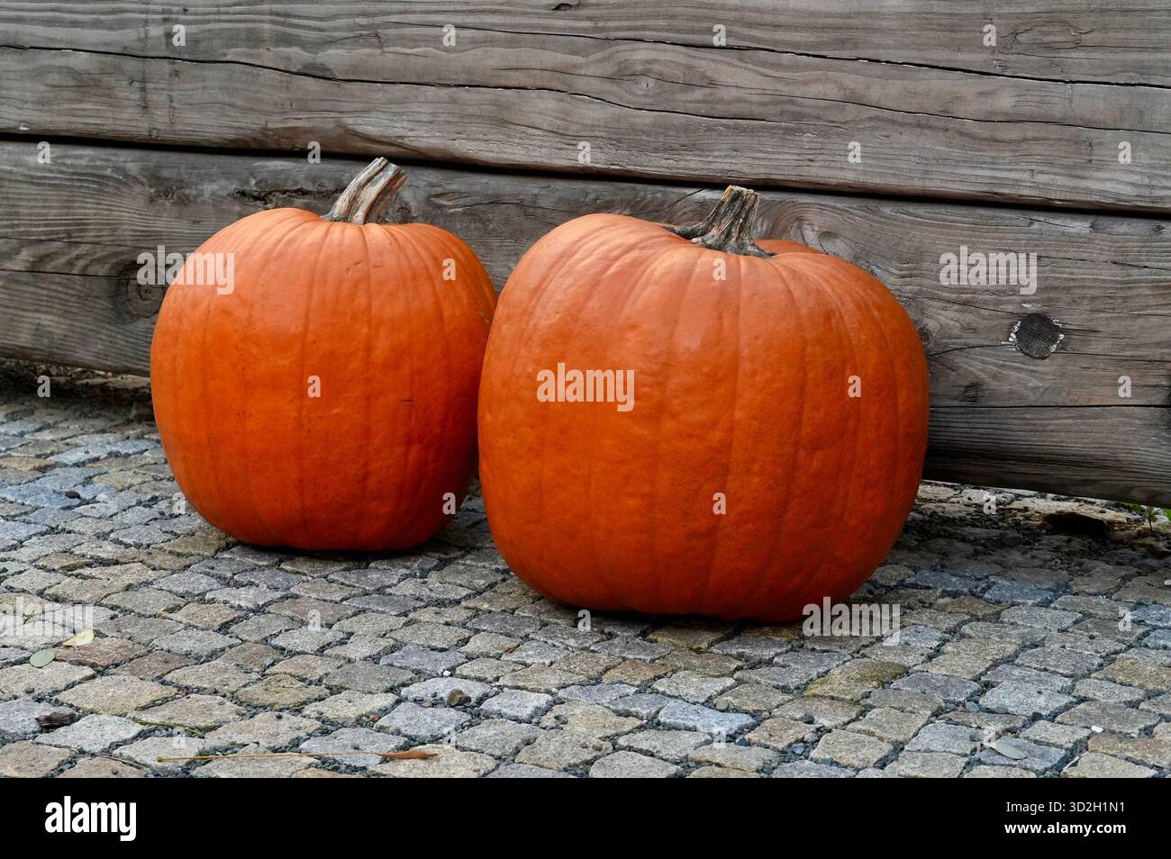 Due zucche arancioni su una pavimentazione di ciottoli di fronte a una recinzione di legno Foto Stock