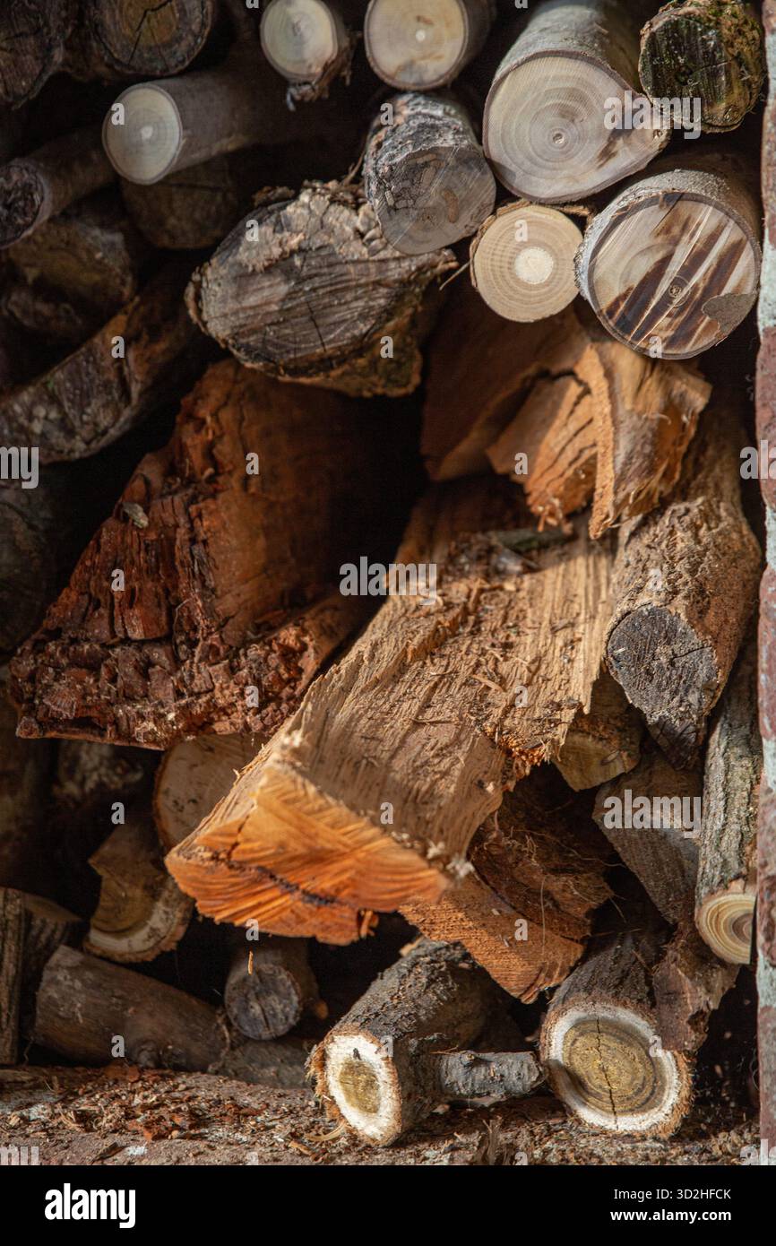 Vista ravvicinata dettagliata della legna da ardere impilata che rivela le consistenze del legno naturale e i caratteristici anelli di crescita. Foto Stock
