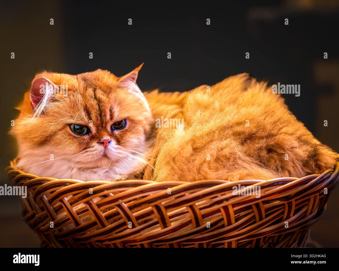 Soffice gatto britannico Longhair che si rilassa in un cesto di vimini con illuminazione soffusa e calda atmosfera accogliente Foto Stock