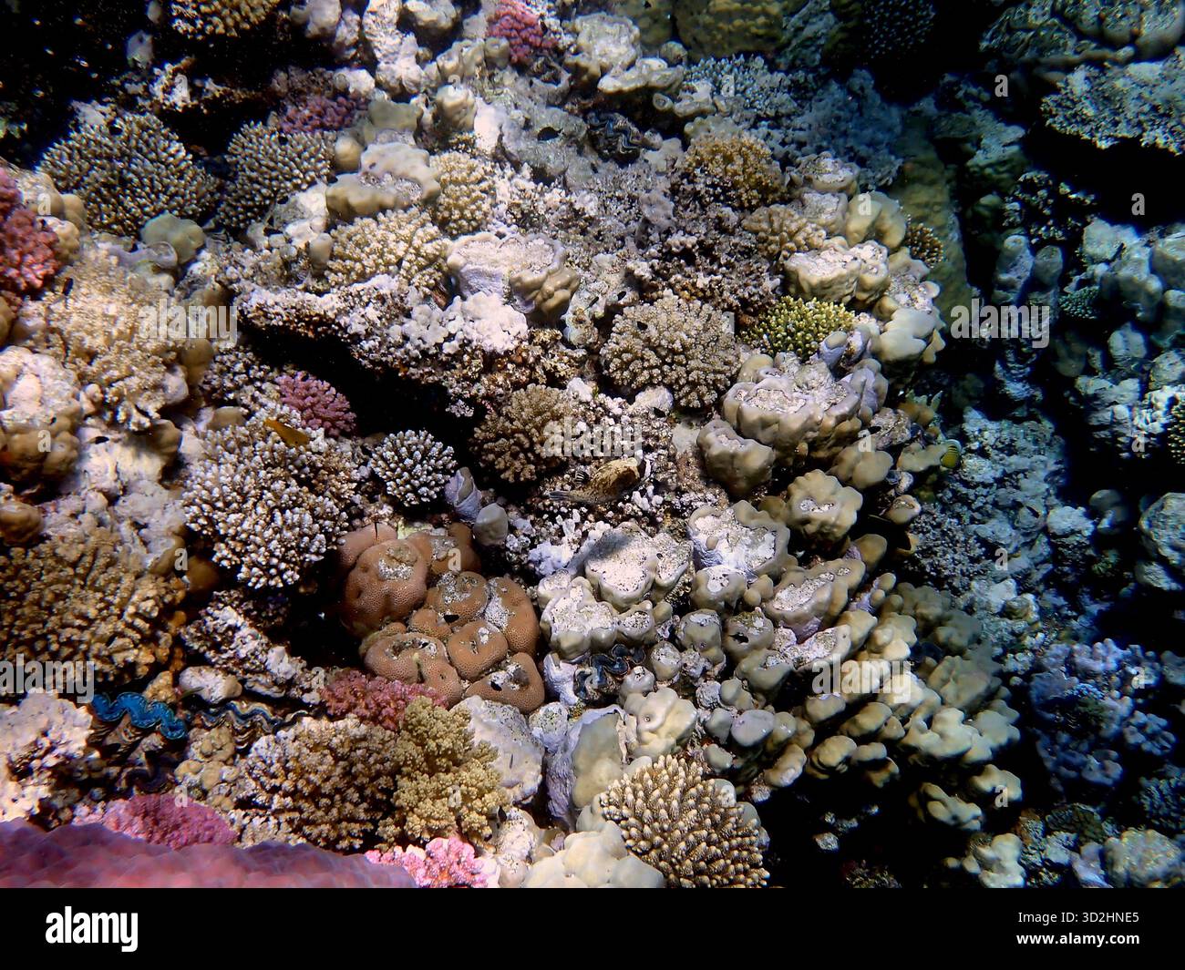 Ampia dose di coralli e abitanti della barriera corallina in egitto Foto Stock