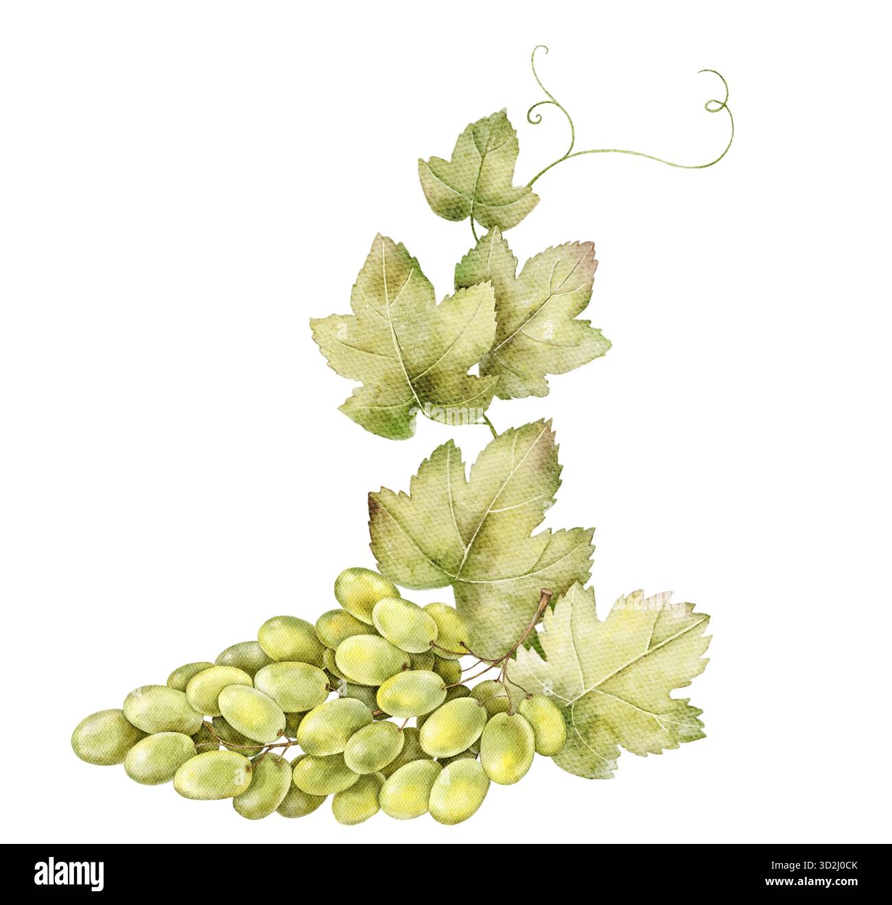 Composizione acquerello con grappolo di uva verde e foglie di vite. Elegante elemento botanico, perfetto per il design di etichette per vini, il marchio dei vigneti e il confezionamento Foto Stock