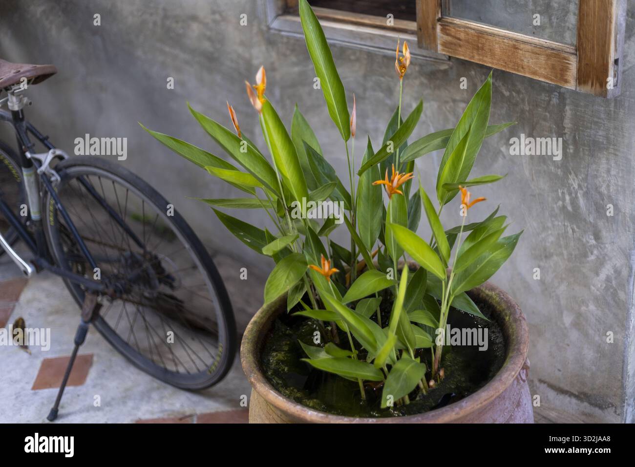La pianta verde con fiore d'arancio in vaso rustico si trova accanto alla ruota della bicicletta contro il muro testurizzato. ambientazione urbana serena, con cornice della finestra sopra, evocano un'atmosfera vivace Foto Stock
