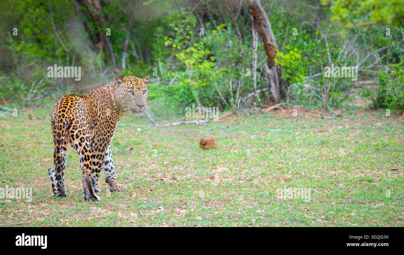 Il leopardo dello Sri Lanka si mette in pausa e guarda indietro con attenzione. La bellezza selvaggia e la presenza sfuggente del predatore dell'apice nel suo habitat naturale Foto Stock
