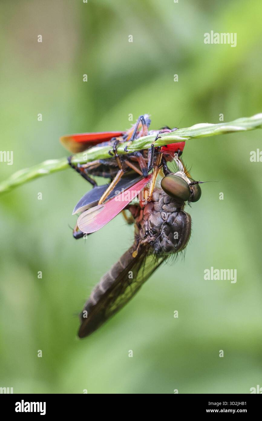 Macro shot di mosca rapinatrice che mangia la sua preda, insetto colorato, mentre è appeso al gambo verde delle piante. Questa scena drammatica mostra la natura predatoria degli insetti e cy Foto Stock
