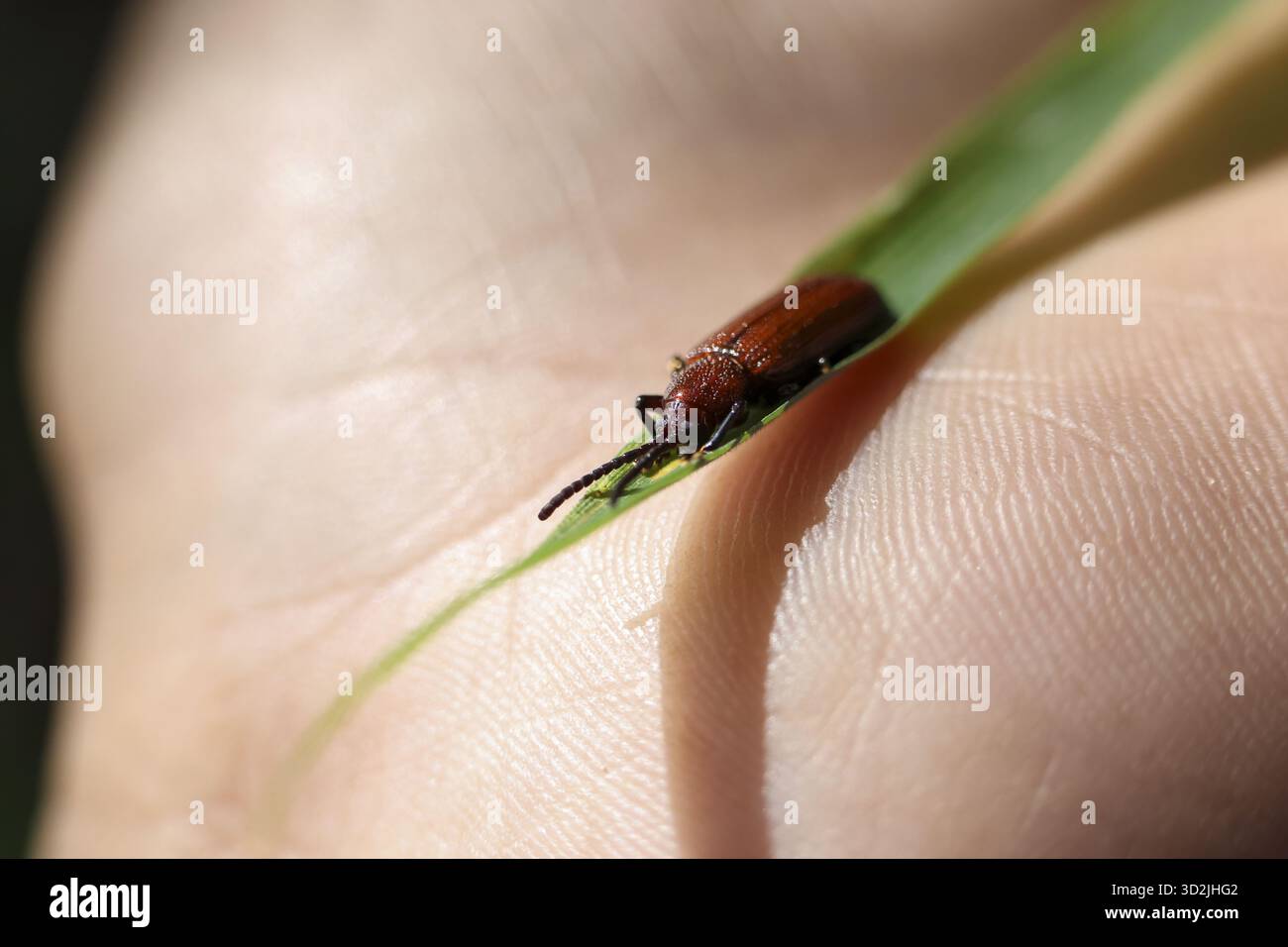 Pericoloso parassita zecche strisciando su foglie di erba verde tenuto in mano umana. Vista macro ravvicinata del piccolo insetto nocivo, che rappresenta un rischio significativo per la salute Foto Stock
