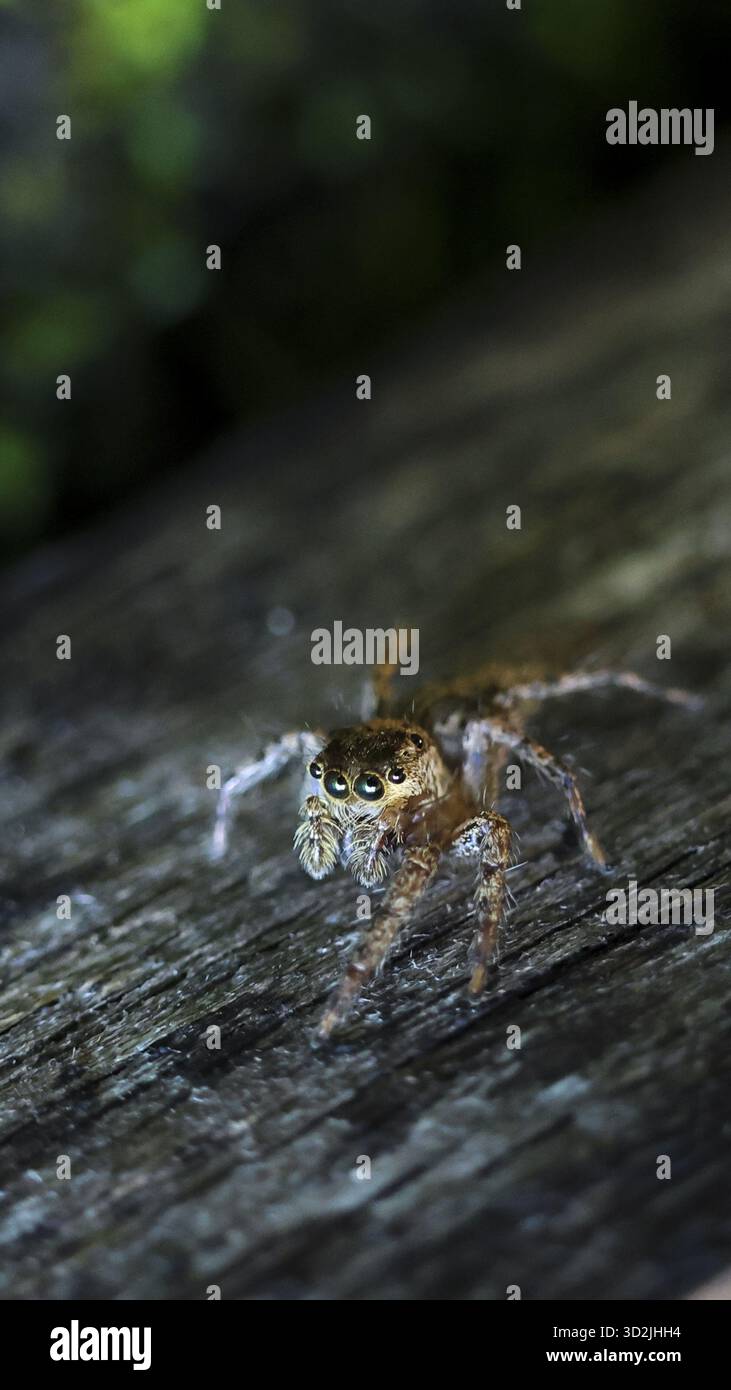 Piccolo ragno peloso e curioso che salta sulla superficie di legno in natura. foto macro in primo piano per catturare dettagli complessi dei suoi molteplici occhi grandi e. Foto Stock