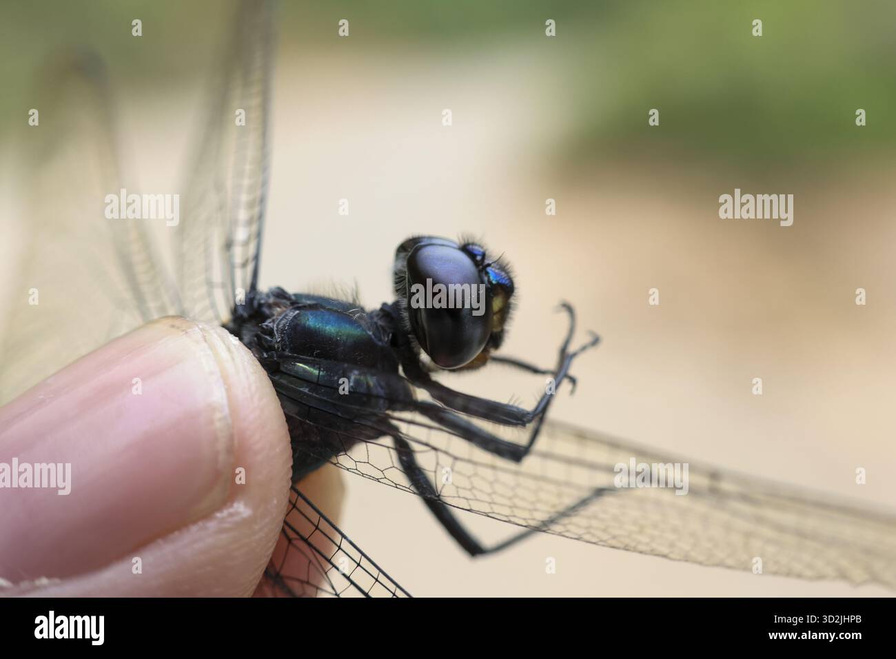 Dito umano delicato che tiene in mano la delicata libellula blu in natura. La macrofotografia cattura bellissimi occhi composti di insetti, ali trasparenti e fragili Foto Stock