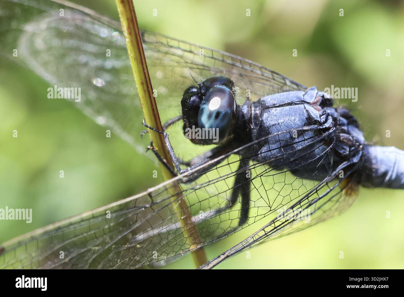 Insetto libellula blu sereno con ali trasparenti arroccate con calma sullo stelo in natura. Questa vista macro cattura l'occhio di un animale selvatico in estate Foto Stock