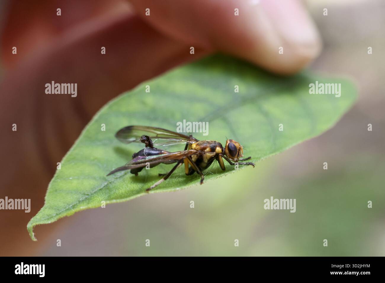 Primo piano di piccoli insetti che riposano su una foglia verde vibrante, trasmettendo un senso di curiosità e meraviglia del mondo naturale Foto Stock