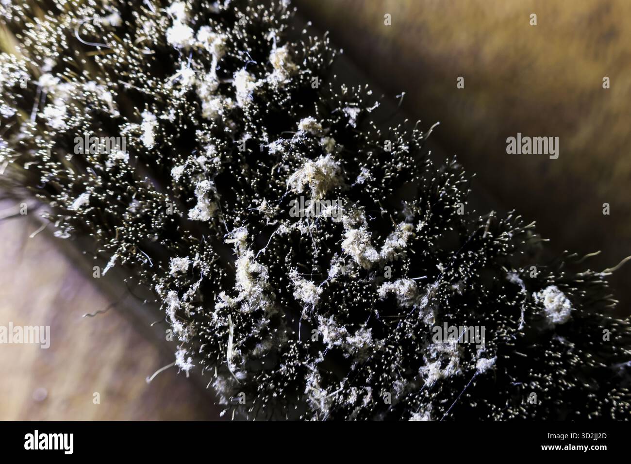 Vista macro ravvicinata di uno spiacevole problema al cuoio capelluto. Forfora e dermatite seborroica a fiocco che coprono setole scure. concetto di scarsa igiene Foto Stock