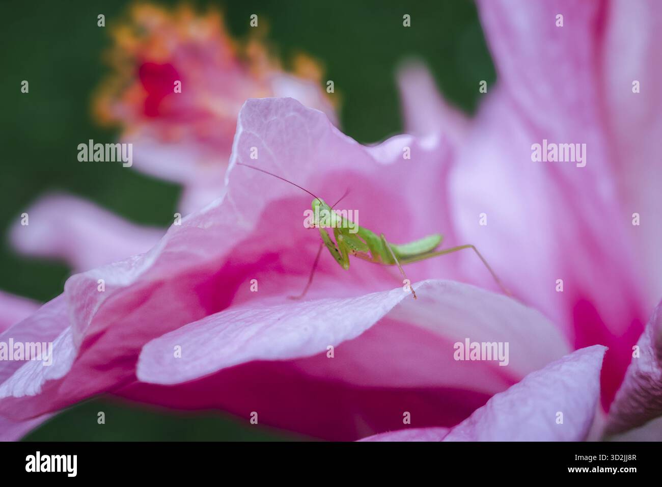 La minuscola cavalletta verde riposa tranquillamente su delicati petali di ibisco rosa, mostrando la natura la bellezza intricata e i tranquilli momenti di serenità Foto Stock
