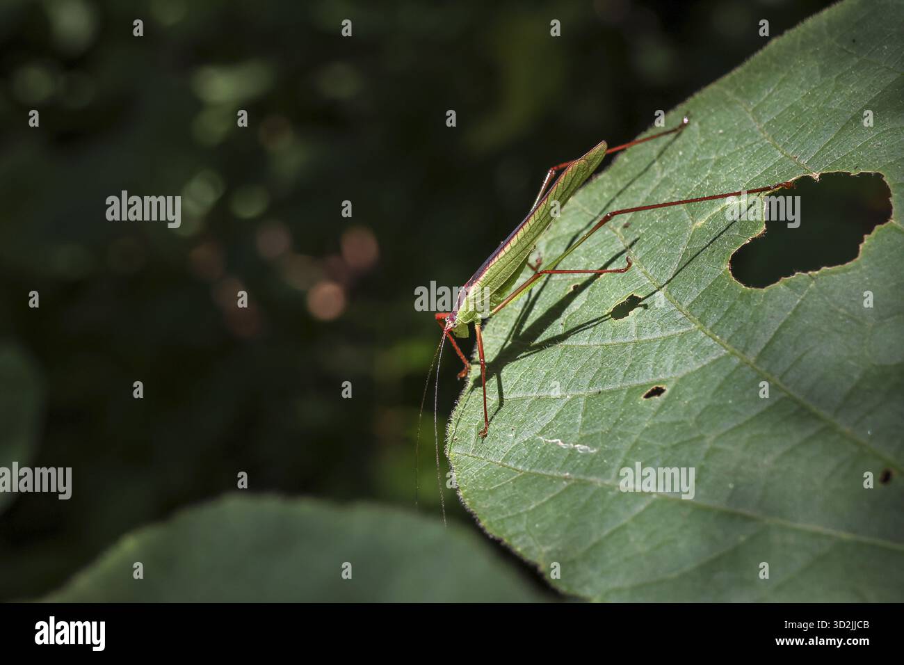 Il sereno insetto verde della cavalletta poggia su una grande foglia di piante in natura. Vista macro della fauna selvatica di un piccolo insetto seduto all'aperto al sole, che getta un'ombra delicata Foto Stock