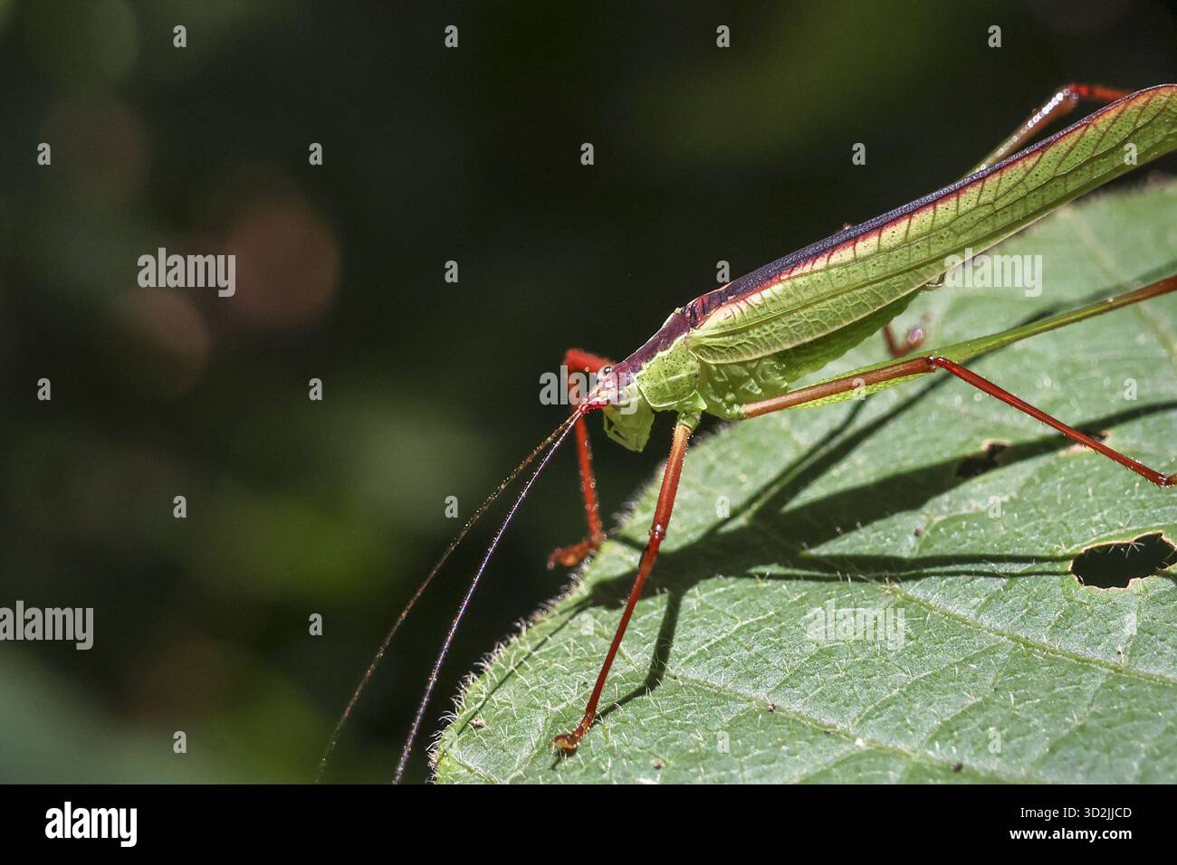 Primo piano di insetti verdi, fauna selvatica che riposa sulla foglia in natura. La luce del sole proietta l'ombra, mettendo in risalto i dettagli della creatura nel suo habitat Foto Stock