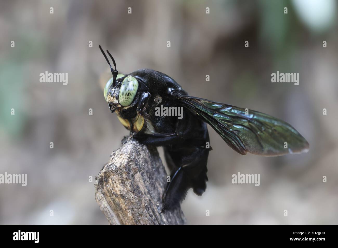 Primo piano di un grande falegname nero appollaiato sul ramoscello, le sue ali iridescenti e gli impressionanti occhi verdi che trasmettono un senso di intensità focalizzata in un ambiente naturale Foto Stock