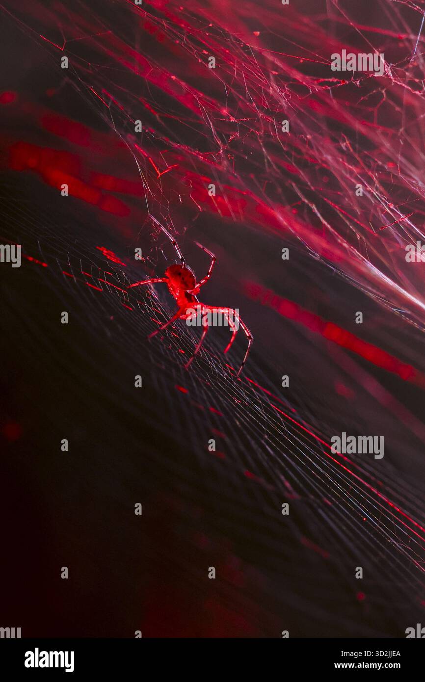 Il ragno rosso inquietante su una rete scura e minacciosa crea uno sfondo horror spaventoso. il pericoloso predatore aspetta sotto una luce spettrale, perfetto per halloween concept o per il th Foto Stock