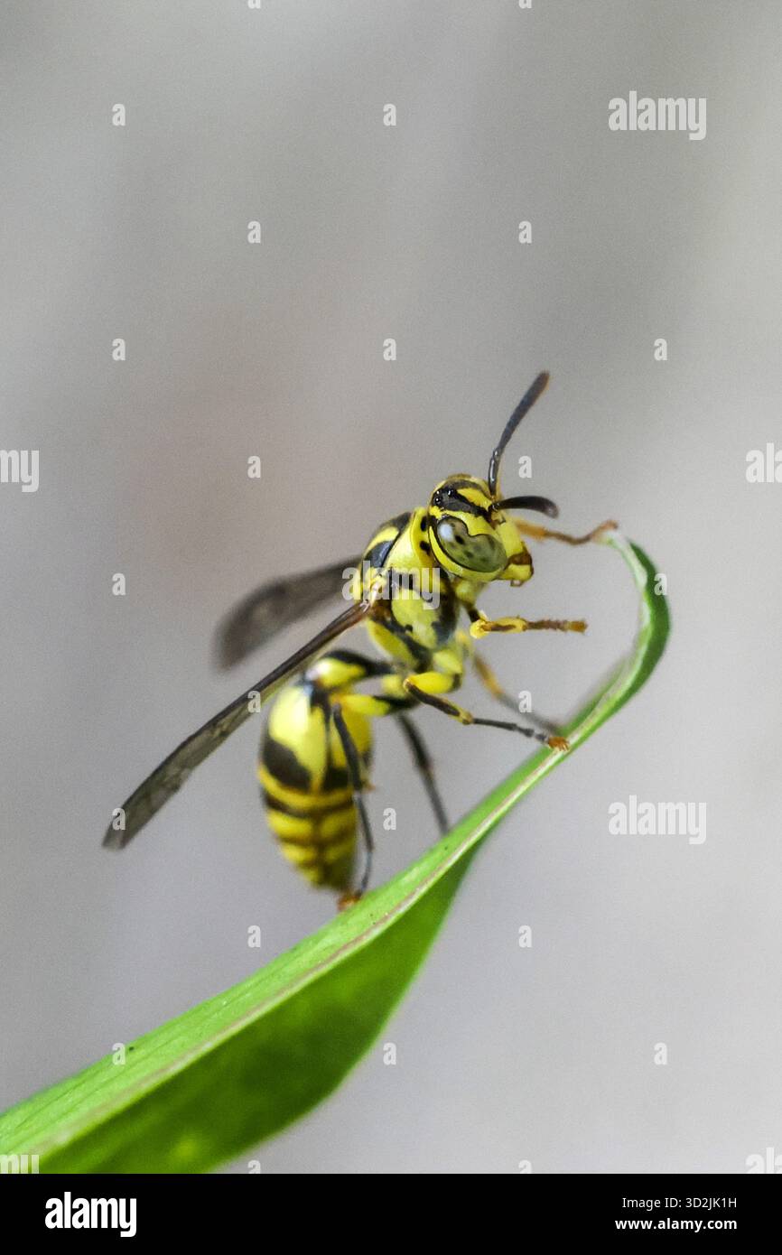 Foto macro di vespa a righe gialle e nere, appollaiata pacificamente su una foglia verde brillante. Questa vista ravvicinata dell'insetto mette in risalto le sue delicate ali Foto Stock