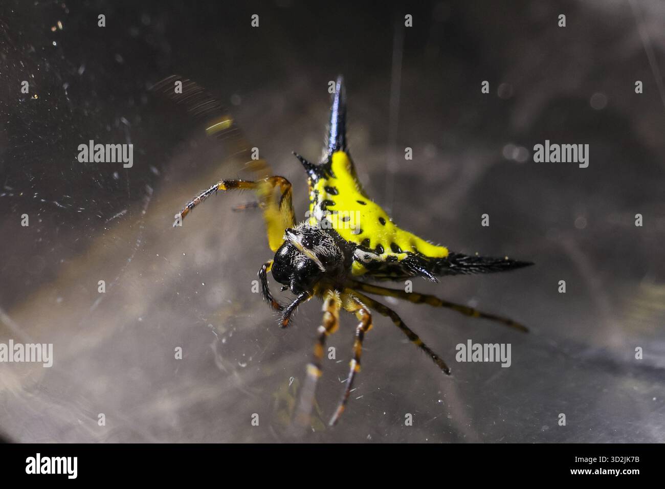 Il ragno weaver, un aracnide aracnide intricato, si appoggia delicatamente sulla sua complessa rete. affascinante creatura della natura mostra ale Foto Stock