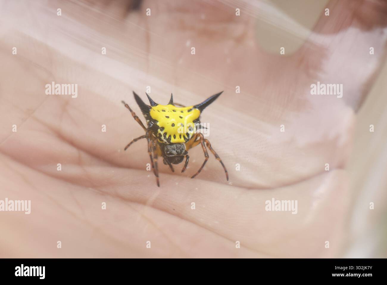 Ragno giallo vibrante, una creatura aracnidica davvero unica, che riposa delicatamente la mano umana. L'affascinante fauna selvatica mette in mostra il suo incredibile blac Foto Stock