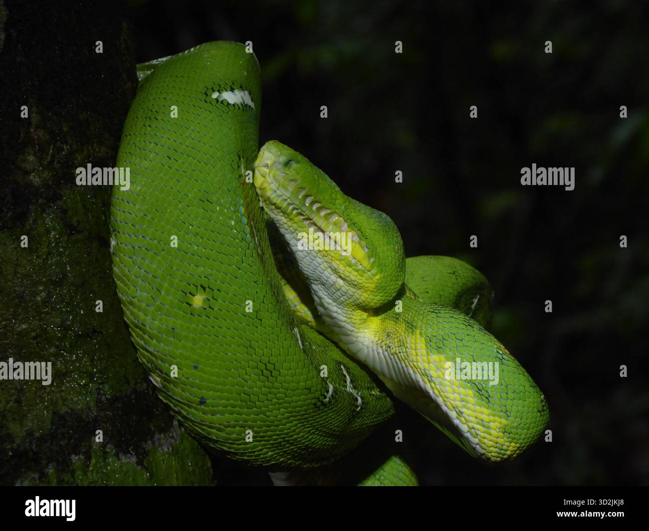 Primo piano di un Corallus batesii (Emerald Tree Boa) adulto della foresta pluviale amazzonica che mostra un'anoftalmia unilaterale, un'assenza congenita di un occhio. Foto Stock