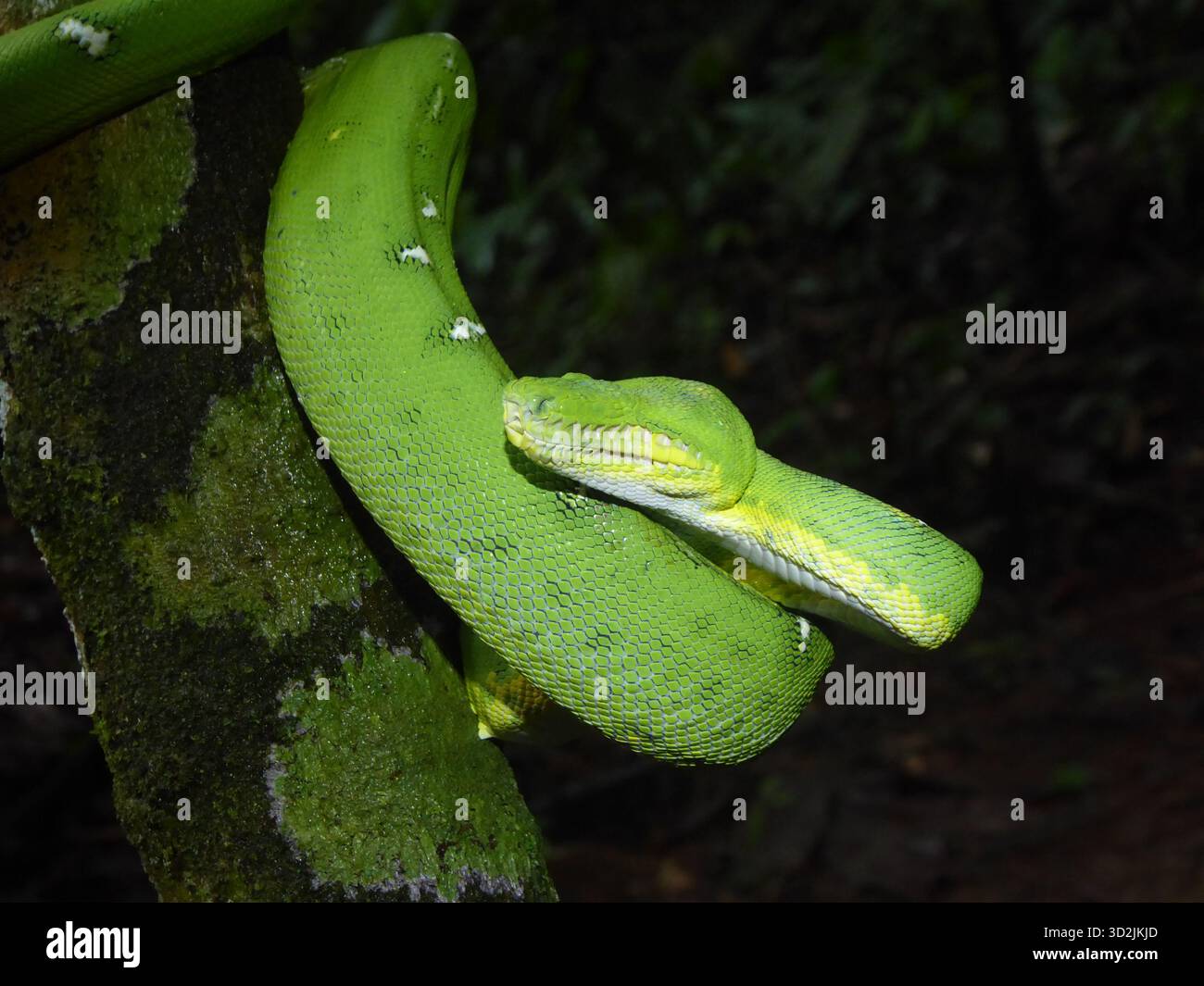 Primo piano di un Corallus batesii (Emerald Tree Boa) adulto della foresta pluviale amazzonica che mostra un'anoftalmia unilaterale, un'assenza congenita di un occhio. Foto Stock