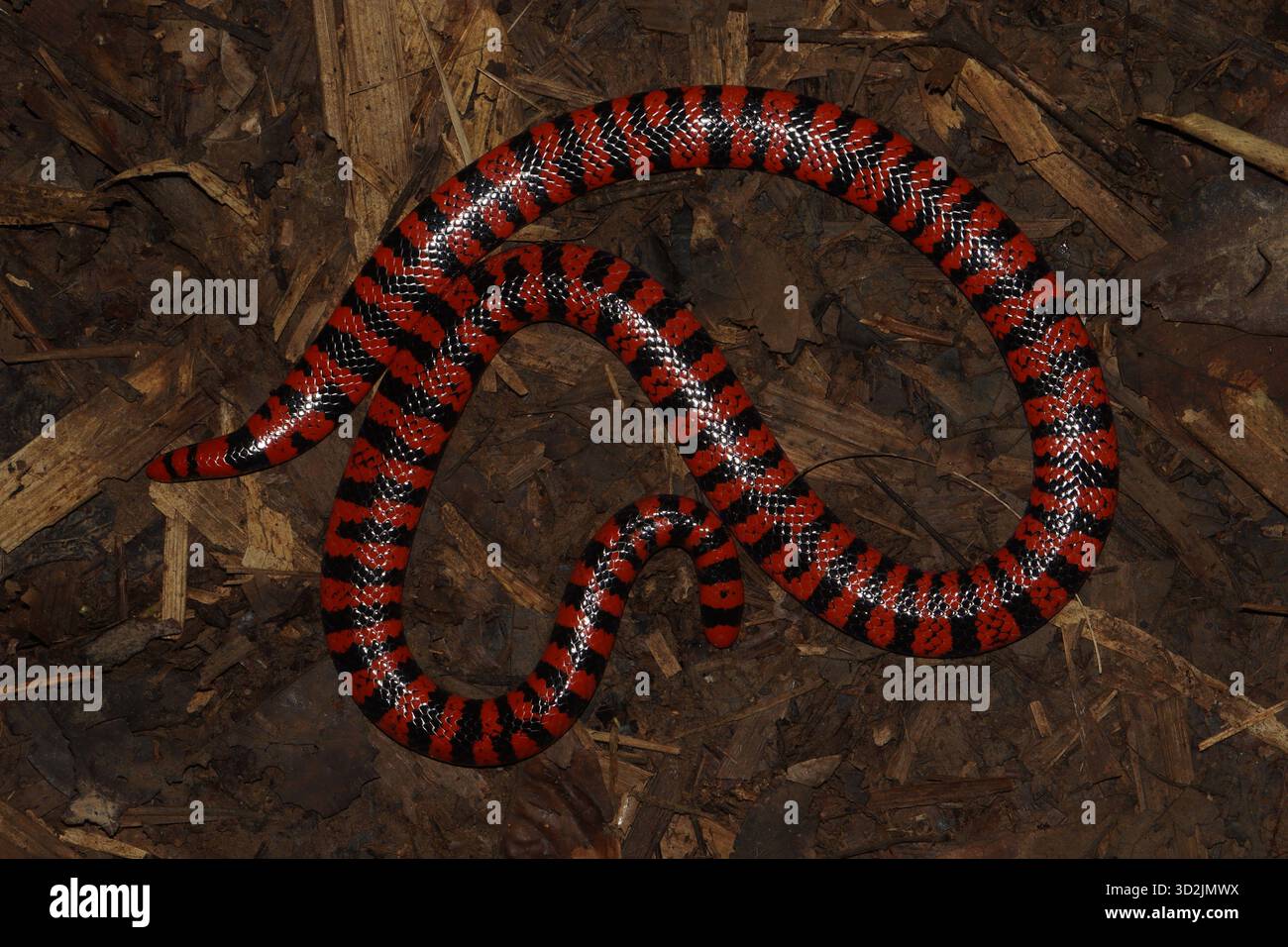 Vista dorsale dall'alto verso il basso di Anilius scytale (Coral Cylinder Snake, Pipe Snake) nella foresta pluviale, con strisce rosse e nere. Fotograp Foto Stock