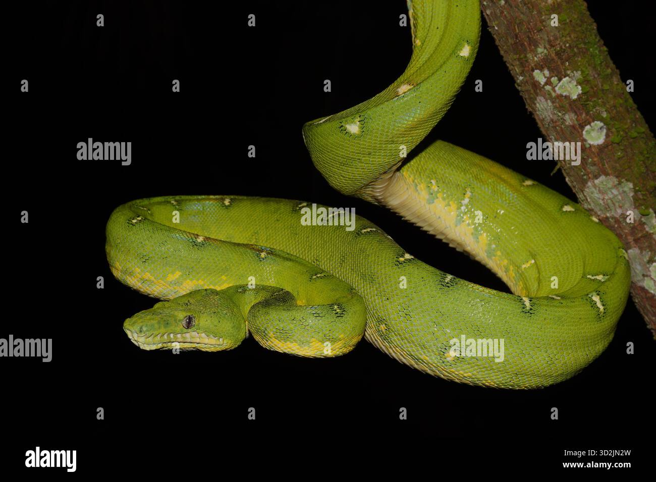 Emerald Tree Boa (Corallus batesii) appeso a un ramo della foresta pluviale amazzonica durante le indagini erpetologiche notturne nella riserva della biosfera di Manu, Foto Stock