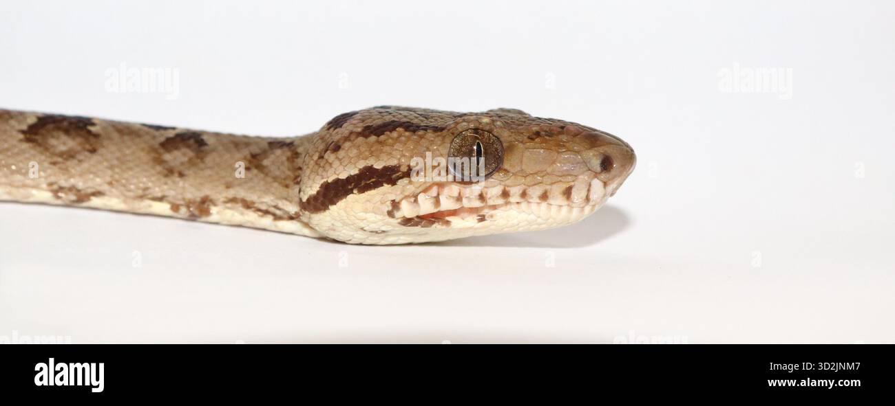 Primo piano della testa di un adulto Corallus hortulana (Amazon Tree Boa, noto anche come Garden Tree Boa), fotografato su uno sfondo bianco. Un comune ma Foto Stock