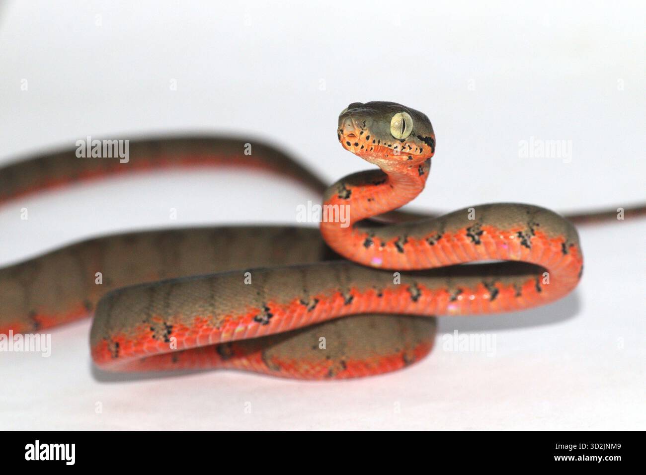 Primo piano della testa di un giovane Corallus hortulana (Amazon Tree Boa, Garden Tree Boa) che mostra una colorazione ventrale rossa. Fotografato su sfondo bianco Foto Stock