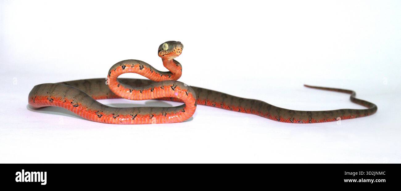 Vista a tutto il corpo di un giovane Corallus hortulana (Amazon Tree Boa, Garden Tree Boa) con colorazione ventrale rossa. Immagine Studio su sfondo bianco Foto Stock
