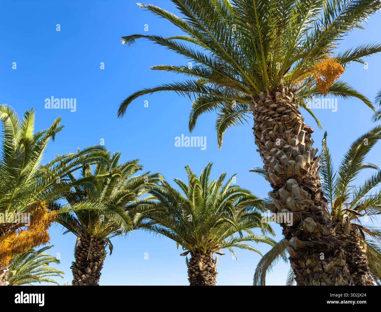 Gruppo di alte palme con rigogliose fronde verdi che si avvicinano a un cielo azzurro vivace in piena luce del giorno, catturate da un basso angolo verso l'alto creando un caldo Foto Stock