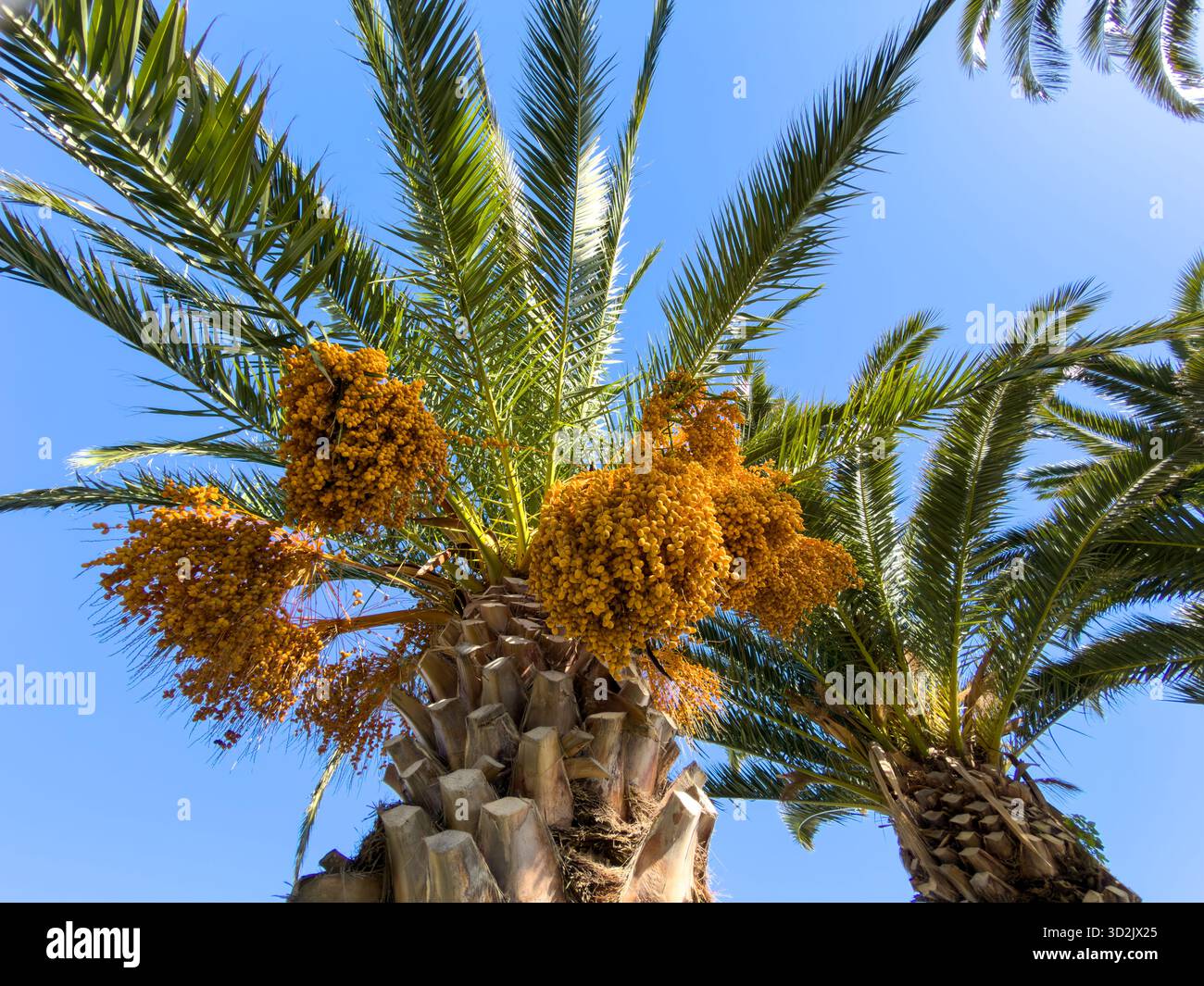 Gruppi d'oro di datteri maturi sono appesi ad alte palme sotto un cielo blu vivace, catturati da un basso angolo verso l'alto in piena luce del giorno, evidenziando il testo Foto Stock