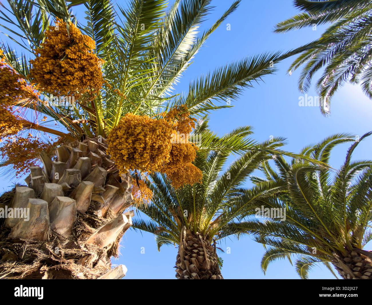 Alte palme dorate da datteri con pesanti gruppi di frutta si innalzano verso un cielo azzurro vivace in piena luce del giorno, catturate da un basso angolo verso l'alto che mostra una lussureggiante g Foto Stock